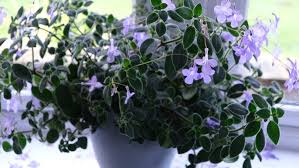 Image result for Streptocarpus saxorum