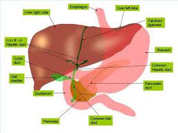 Hindi got its name from the persian word hind, which means land of the indus river. Cirrhosis Of Liver Alloverindia In Alloverindia In Latest News In Hindi