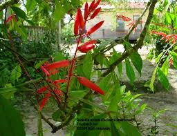 Image result for Quassia undulata