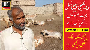 Pure Makhi Cheena Goat Makhi Cheena Goat Farming Ù¾ÛÙØ± ÙÚ©Ú¾Û ÚÛÙÛ ÙØ³Ù Ø¯ÛØ¯Ø¦Ù Dideo