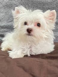 Image result for white yorkshire terrier