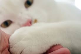While only a few people can be in the room for a euthanasia at our veterinary office, in your own home you may have any family and friends you wish there for you and your pet. London S At Home Vet Palliative Care For Peaceful Euthanasia