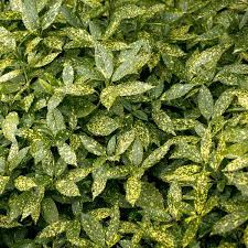 Check spelling or type a new query. Japanese Aucuba Japanese Laurel Variegata Aucuba Japonica My Garden Life