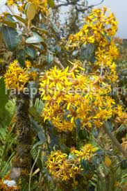 Image result for Solanecio mannii