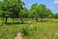 Image result for Terminalia macroptera