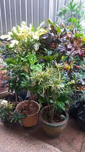 Tanaman pakis menyukai udara lembap dan juga tanah yang basah. Greenmetric Fisip Ui