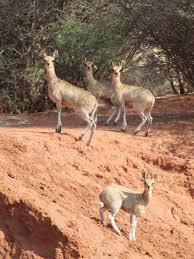 Image result for Phaeoptilum spinosum