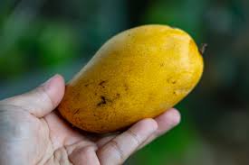 Image result for Mangifera