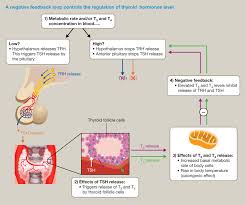 As such, thyroiditis is often an. Thyroid Disease And Surgery Anaesthesia Intensive Care Medicine