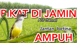 Pancingan prenjak sawah betina nembak rapat sangat cocok untuk masteran murai ba. Download Suara Burung Cilung Mp3 Mp4 3gp Flv Download Lagu Mp3 Gratis