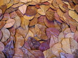Indian Almond Leaves Epond