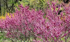 Cercis Redbuds Trees To Plant Magenta Flowers Eastern Redbud