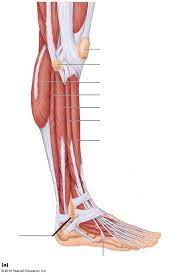 If you know where muscles attach and how they contract then you can know how to. Lower Leg Muscles Side Diagram Quizlet