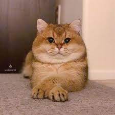Cute Kittens Pet Super Cute Kittens Cute Cat Gif Funny Animals