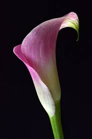 Volute Calla By Terence Davis Pink Calla Lilies Calla Lily Flower Photos
