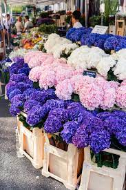 Columbia Road Flower Market The Style Scribe Columbia Road Flower Market Flower Market Beautiful Flowers