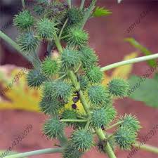 But you don't actually need much to get started and we'll show you how, by using everyday items that. 10pcs Castor Bean Plants Medicinal Uses Ricinus Communis Herbal Vegetable For Home Garden Plants Buy At The Price Of 0 45 In Aliexpress Com Imall Com