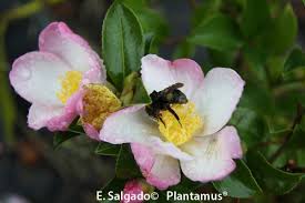 Camelia Sasanqua Versicolor Http Www Plantamus Es Camelia Camellia Camelia Sasanqua Olorosa Giardino Idee