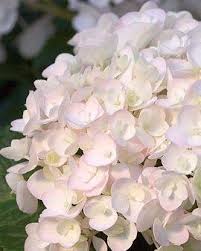 Ratings and reviews have changed. 1 Gallon Dear Dolores Hydrangea Is A Compact Deciduous Shrub With L Pixies Gardens