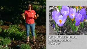 Learn how to grow an amaryllis plant at ~~ asiatic lily 'queen of the night' | thoroughly spectacular and totally unique, queen of night boasts big flowers so dark they appear black in the garden. Planting Saffron Crocus Youtube