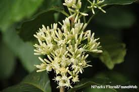 Image result for Aidia