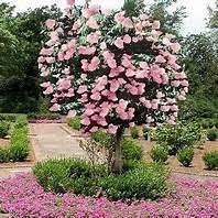 Hydrangea Paniculata Pink Diamond Tree Form Lake Region Nursery Flowering Trees Hydrangea Tree Garden Trees