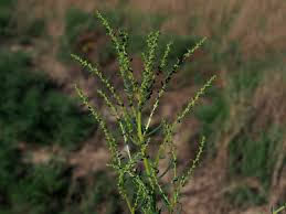 Image result for Suaeda plumosa