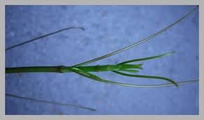 Image result for Smilax