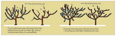 Maybe you would like to learn more about one of these? Shaping Deciduous Fruit Trees For Non Commercial Growers Agriculture And Food