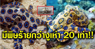 กรมทรัพยากรทางทะเลและชายฝั่ง โพสต์เตือนภัย ระวัง หมึกบลูริง พิษร้ายถึงตาย หลังคนเจอเสียบไม้ขาย ร้านหมึกย่าง ที่ปทุมฯ แม้ย่างสุก ก็ไม่. à¸¡ à¸ž à¸©à¸£ à¸²à¸¢à¹à¸£à¸‡à¸à¸§ à¸²à¸‡ à¹€à¸« à¸² à¸žà¸šà¸«à¸¡ à¸à¸§à¸‡à¸™ à¸³à¹€à¸‡ à¸™ à¸«à¸£ à¸­ à¸«à¸¡ à¸à¸šà¸¥ à¸£ à¸‡ à¹‚à¸œà¸¥ à¸— à¸­ à¸²à¸§à¸•à¸²à¸à¸§à¸™ à¸ˆ à¸£à¸°à¸¢à¸­à¸‡