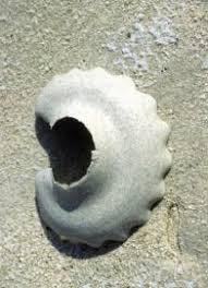 Shell Egg Casings On Florida Beaches Lightning Whelk Horse Conch Sea Snails Florida Family Nature