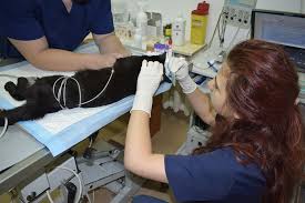 In cadrul universitatii de stiinte agronomice si medicina veterinara, specializari horticultura si peisagistica, cursuri de zi. Usamv IaÈi Redeschide Clinicile FacultÄÈii De MedicinÄ VeterinarÄ Jurnalul IeÈean