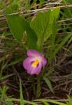 Image result for Siphonochilus kirkii - yellow-flowered form