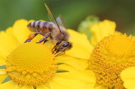 Honigbienen gelten zivilrechtlich als wildtiere und nicht als haustiere. Nutzliche Links Zu Bienen Und Co Nabu Mecklenburg Vorpommern