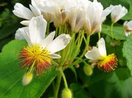 Image result for Sparrmannia africana