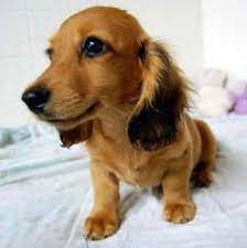 4 month old red long haired dachshund puppy dog pictures taken in lower manhattan near 14th st new york city during new york city dog walker outing. Sweet Red Long Coat Dachshund Puppy Miniature Dachshund Puppies Dachshund Breed