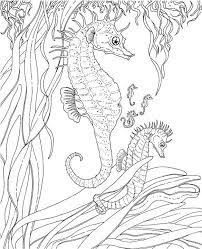 Seahorses Animal Coloring Pages Ocean Coloring Pages Coloring Books