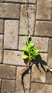 Image result for Pentarrhinum insipidum