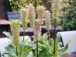 Image result for Eucomis autumnalis