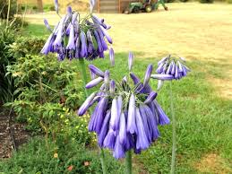Image result for Agapanthus inapertus