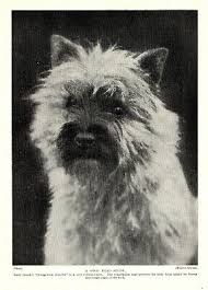Check spelling or type a new query. Dogs Cairn Terrier Dog On Pillow 1930 S By Lucy Dawson Large New Blank Note Cards Cairn Terrier