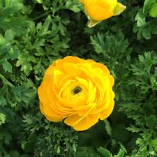 Image result for Ranunculus rionii
