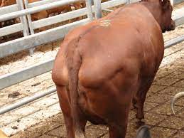 Live Cattle Assessment Agriculture And Food