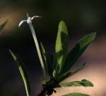 Image result for Pavetta radicans