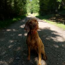 Image result for maďarský ohař drátosrstý