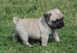 Dog Posts Facebook Visit us today to find out more! dog posts facebook