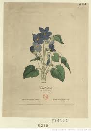 Get all the best moments in pop culture & entertainment delivered to your inbox. Symbols Of Napoleon The Violet Shannon Selin