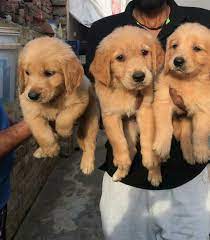 Also, do not forget to add vegetables to provide enough vitamins and fiber for them. Pet Paradise Golden Retriever Puppy Available For Facebook