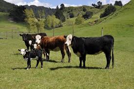 Our Farm Reporoa New Zealand Kulkulbelle Hereford Cattle Farm Cow Farm Yard
