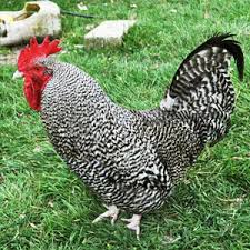With our logo maker tool, you can browse through a number of rooster logo designs that you can customise in minutes! Breeds Of Chickens Get The Facts Before You Start Your Flock